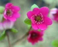 Rich cerise pink flowers