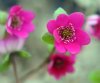 Hepatica japonica Y...