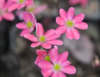 Coral pink flowers with pink stamens.