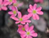 Hepatica japonica Yoro