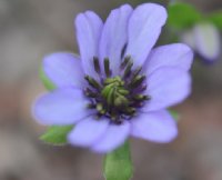 Pale purple with greenish pink petaloid stamens