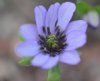 Hepatica japonica Y...