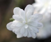 Semi double white with occasional twist to inner petals