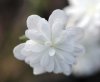 Hepatica japonica S...