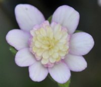 Pale pink double flowers