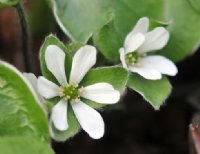 Nice big white flowers.