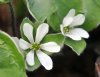 Show product details for Hepatica maxima BSWJ 4344