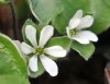 Hepatica maxima BSW...