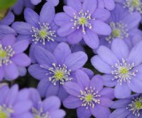 rich blue flowers with white stamens