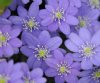 Show product details for Hepatica nobilis Acrux