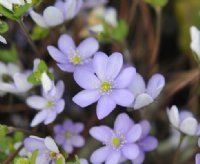 mid blue flowers with white stamens