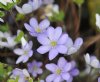 Hepatica nobilis Adara