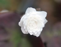 Double pure white flowers.