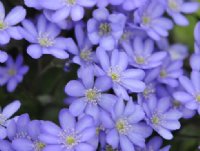 mid blue two-tone flowers with white stamens