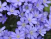 Show product details for Hepatica nobilis Alkes