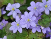 rich blue flowers with white stamens