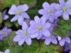 Hepatica nobilis Avior