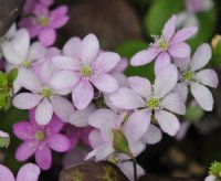 Soft pink flowers in abundance in early spring.