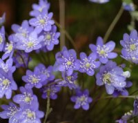 Rich blue flowers in abundance in early spring.