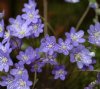 Show product details for Hepatica nobilis Blue Pixie