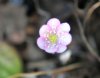 Show product details for Hepatica nobilis Blush