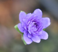 Fully double deep blue flowers