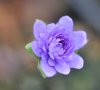Show product details for Hepatica nobilis Brockman