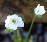 Big clean white flowers