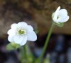 Hepatica nobilis El...