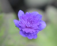 Fully double deep blue flowers
