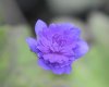 Hepatica nobilis Ky...