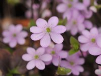 mid pink flowers with pink stamens