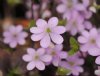 Hepatica nobilis Maia