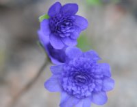Fabulous deep blue double flowers.