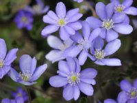 rich blue flowers with white stamens