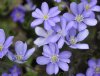 Hepatica nobilis Matar