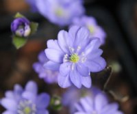 Blue flowers having more petals than normal