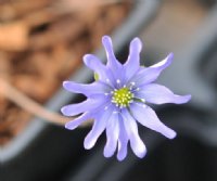 Fabulous blue multipetalled flowers.