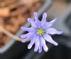 Show product details for Hepatica nobilis Multipetala Group