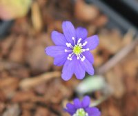 Multipetalled deep blue flowers.