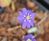 Hepatica nobilis Oe...