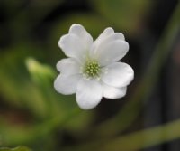 Clear white flowers over palest green foliage