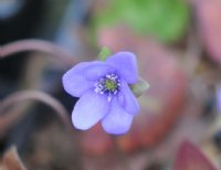 Nice blue flowers.