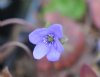 Hepatica nobilis Su...