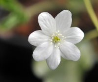 Clear white flowers over palest green foliage