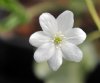Show product details for Hepatica nobilis Swedish White
