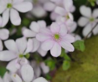 mid pink flowers with white stamens