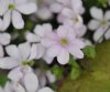 Show product details for Hepatica nobilis Talitha