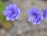 Fully double blue flowers.