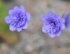 Hepatica nobilis Tr...